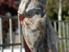 do-the-bustles-bustle
